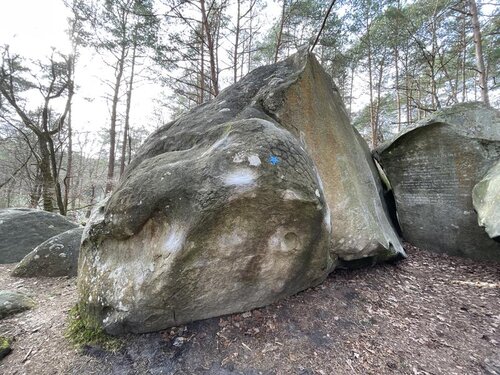 Image of Spinvis (7a)